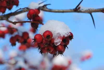 Crataegus crus-galli - hloh (kuří noha) - plody